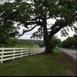 Oak tree, Warrenton Texas